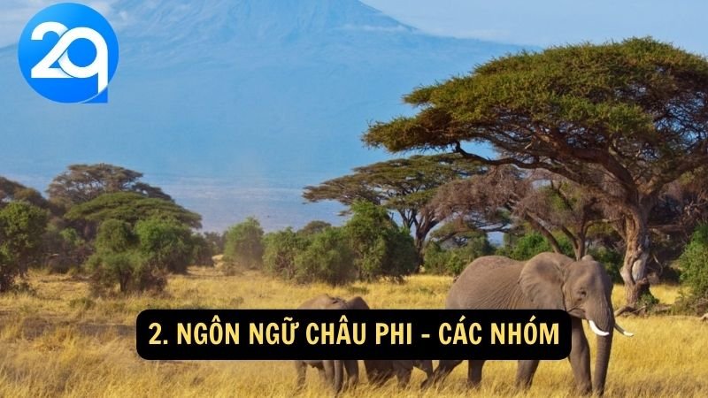 Ngôn ngữ Châu Phi: Đa dạng và vai trò quan trọng trong văn hóa với 2q 3 2. Ngôn ngữ châu Phi - Các nhóm